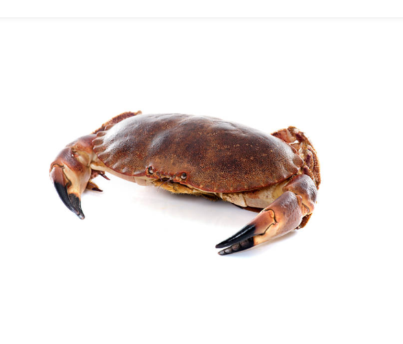 The Secret Behind Loughshinny Crab’s Consistently Fresh Catch